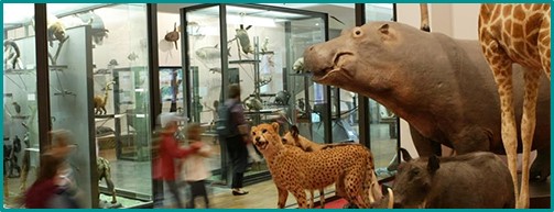 musée animaux