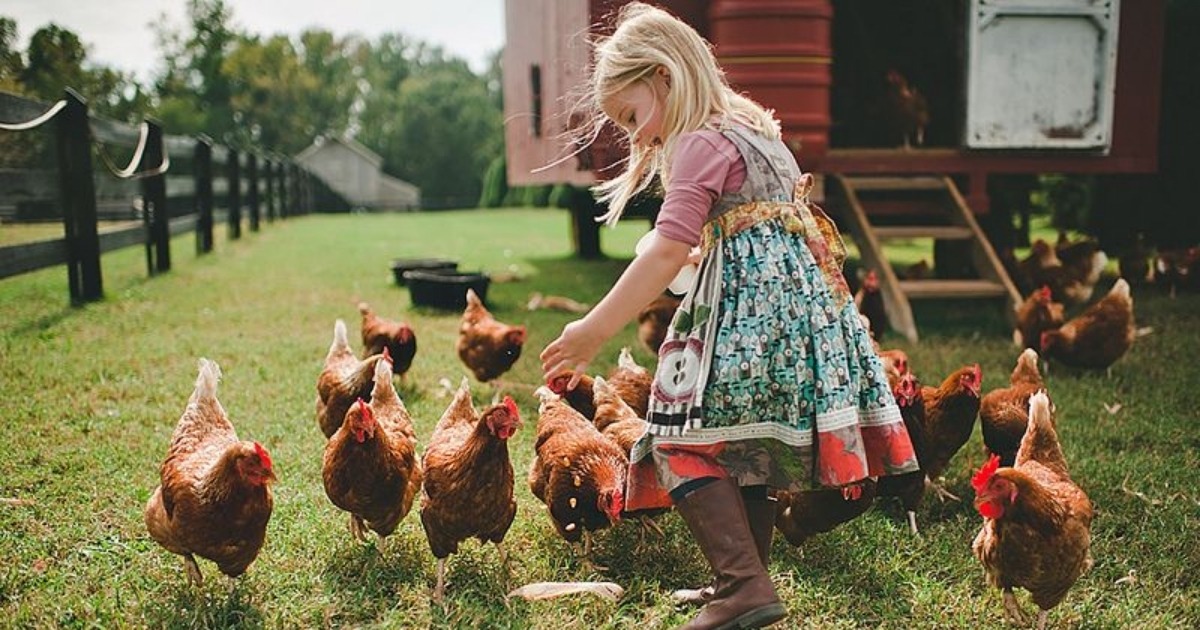  Visite de la ferme pour les enfants / Tout savoir sur la vie à  la ferme.: Illustrations pour les tout-petits, les enfants d'âge  préscolaire et les jardins  (Métiers pour enfants
