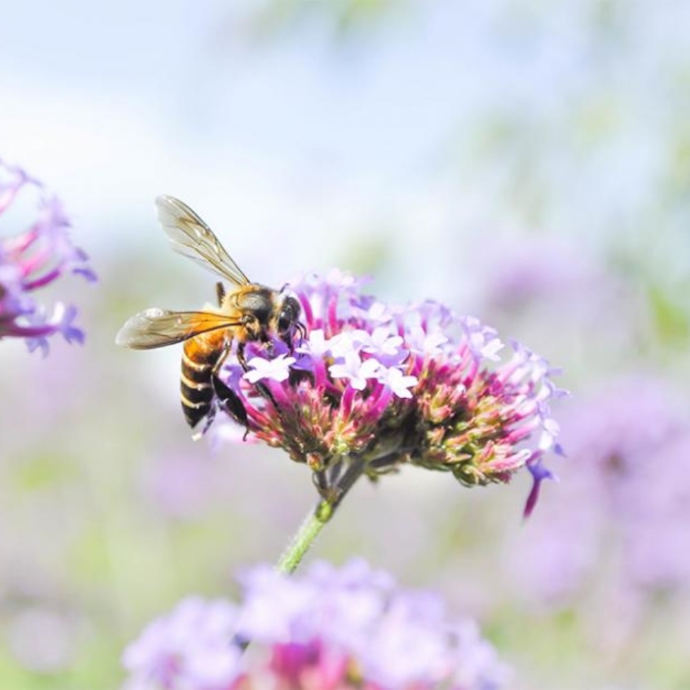abeille butine une fleur
